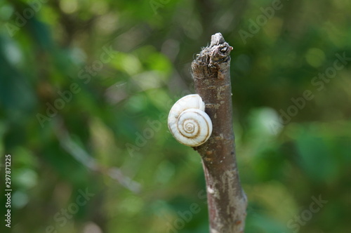 snail on tree