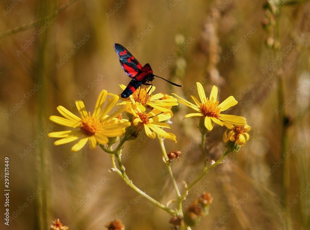 Fototapeta premium butterfly on flower