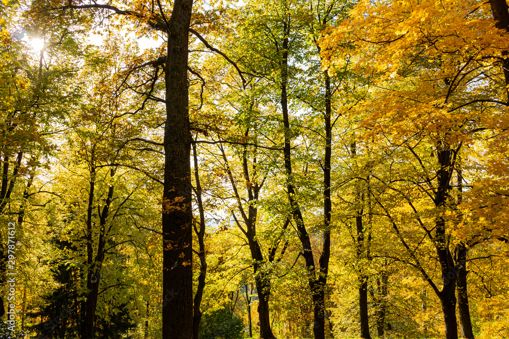 Beautiful morning scene in the forest with sun rays and long shadows Beautiful morning scene in the forest with sun rays and long shadows