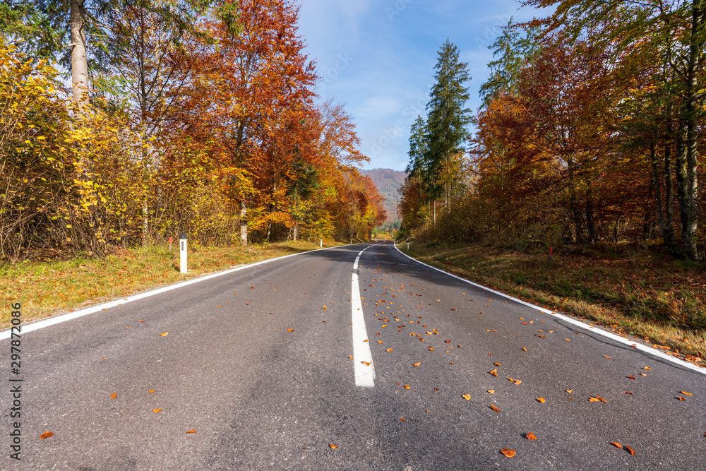 Fototapeta premium Landstraße die durch einen idylischen Wald im Herbst führt