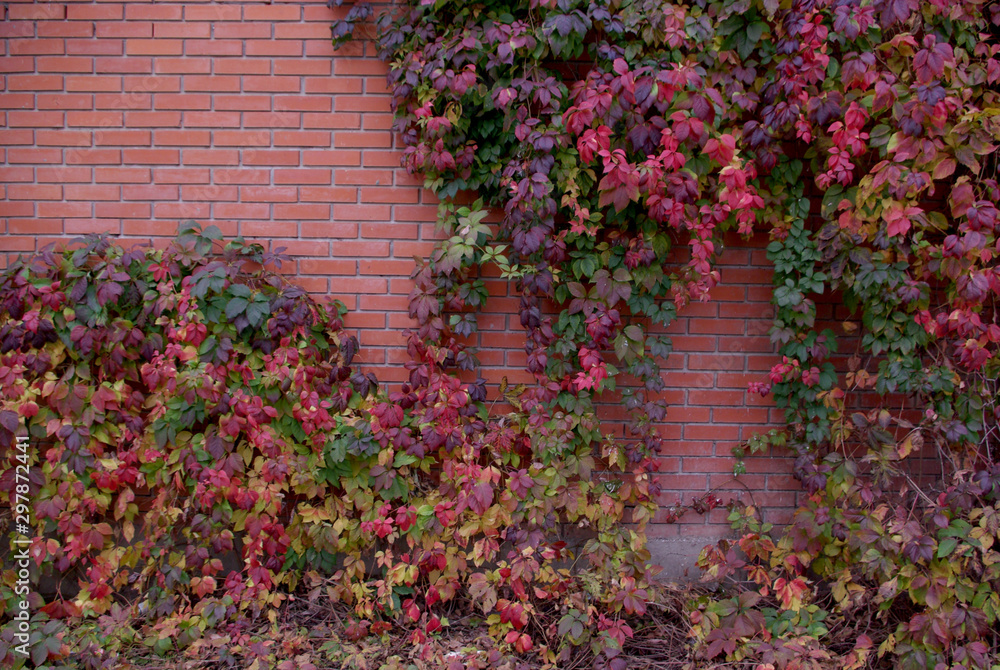 Fresh nature grape tree with multicolored leaves on the brick wallbackground