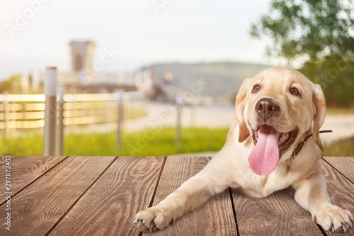 Fotografie Labrador Puppy Lying Down on the Ground