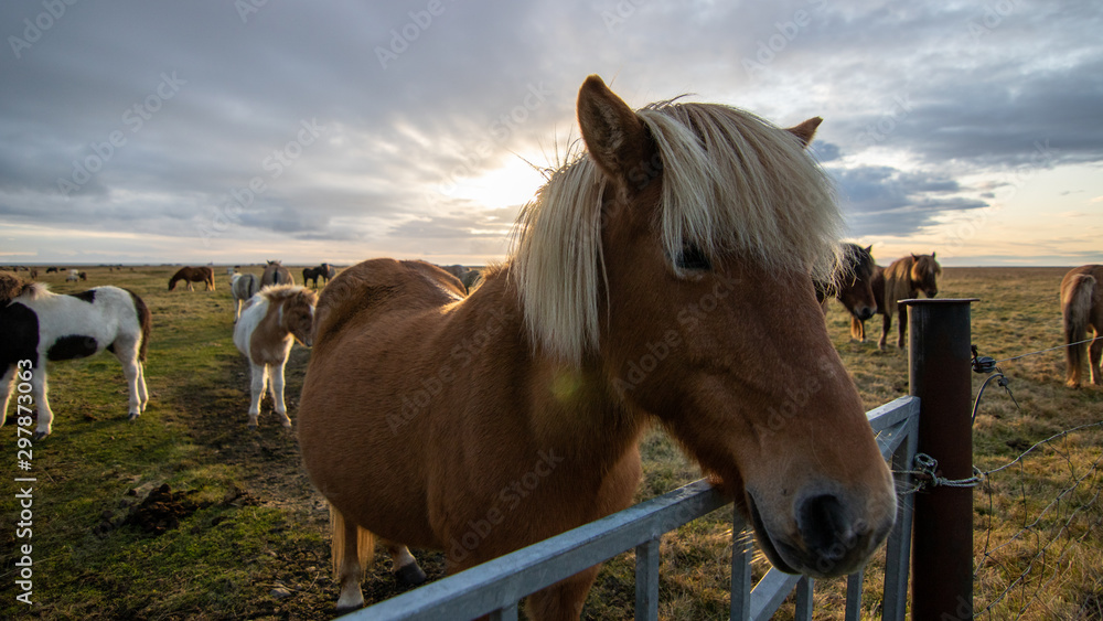 Obraz premium horses in the field