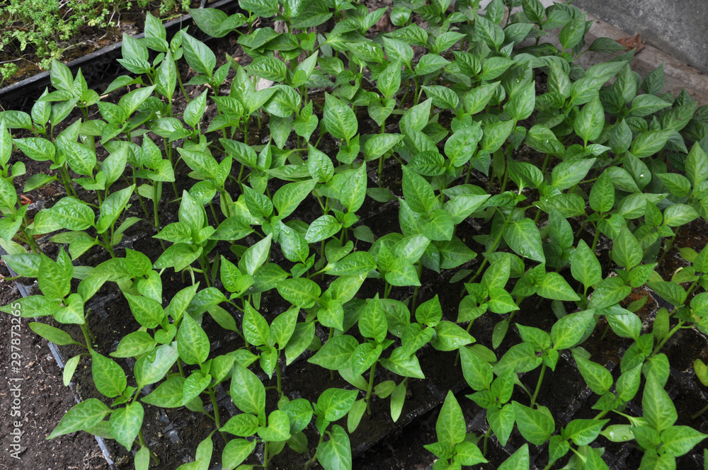 Growing sweet pepper seedlings in a greenhouse