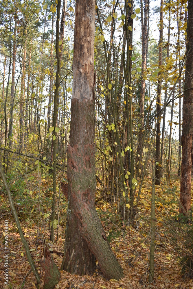 forest in autumn forest in autumn