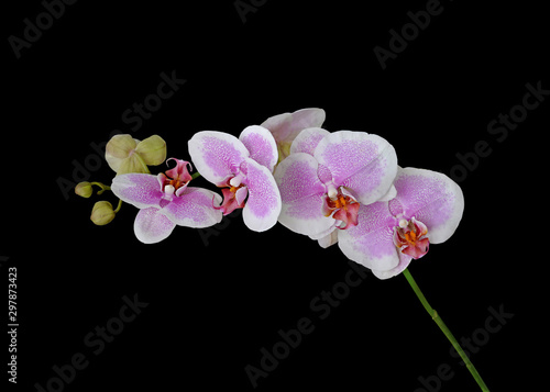 Beautiful pink orchid isolated on a black background