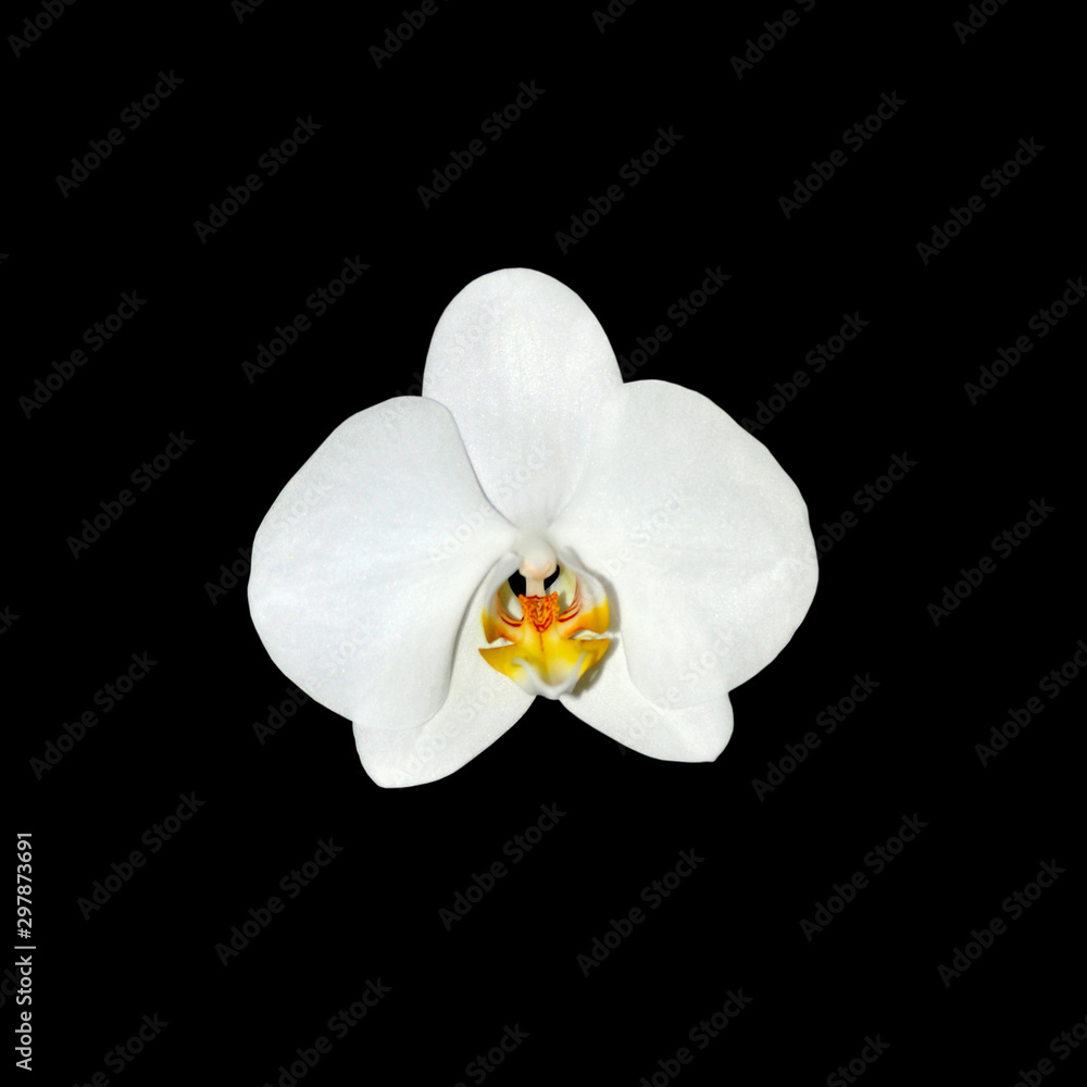 Beautiful white orchids isolated on a black background Beautiful white orchids isolated on a black background