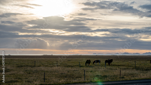 iceland horses