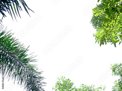 The frame is made of tree branches and green leaf isolated on white background with copy space.