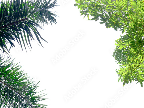 The frame is made of tree branches and green leaf isolated on white background with copy space.