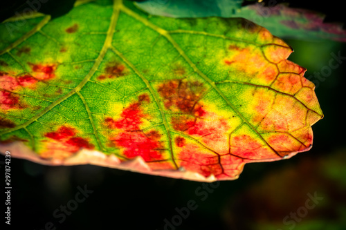 feuille de vigne automnale