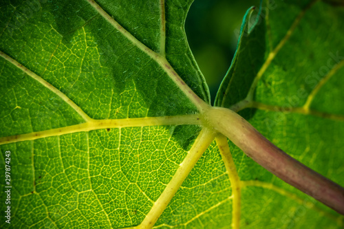 feuille verte de vigne en macro
