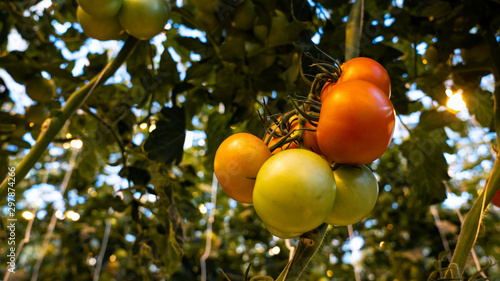 Fridheimar Restaurant - Iceland