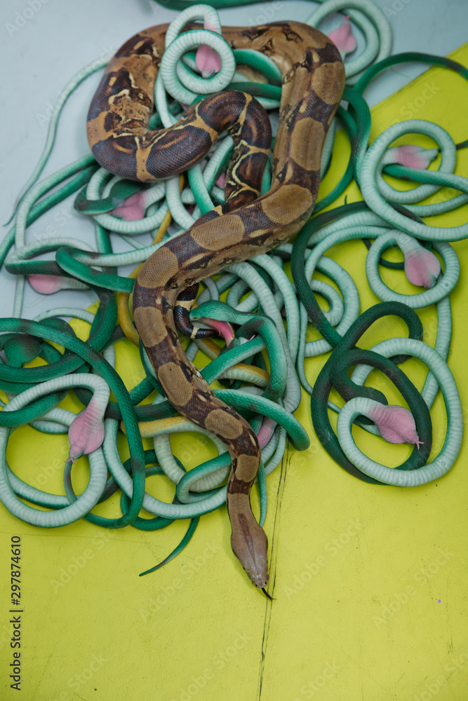 Obraz premium Green feather snakes. A snake with a gray spit . artificial and real snakes on a yellow background .