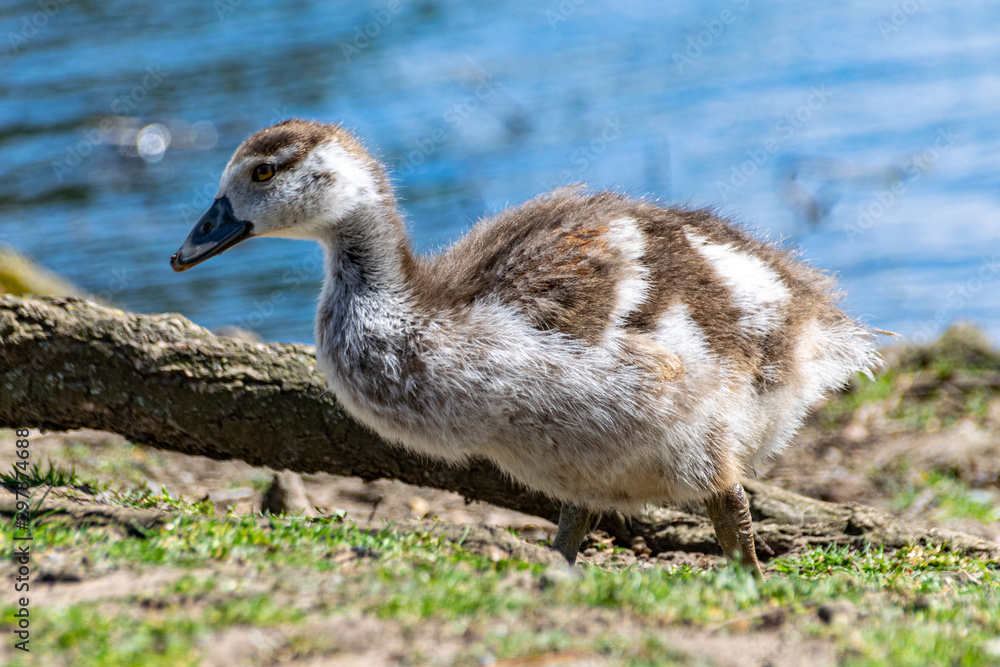 Young Egyptian Geese (alopochen aegyptiaca) Young Egyptian Geese (alopochen aegyptiaca)