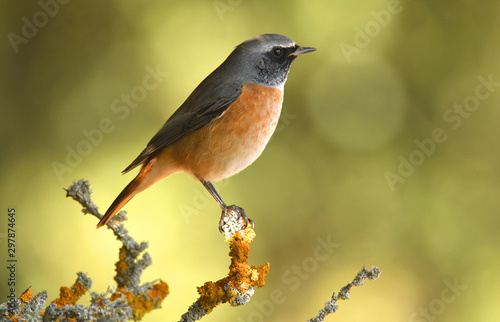 Colirrojo real posado en las ramitas de un arbol