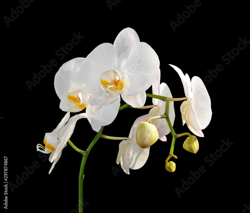 Beautiful white orchid isolated on a black background
