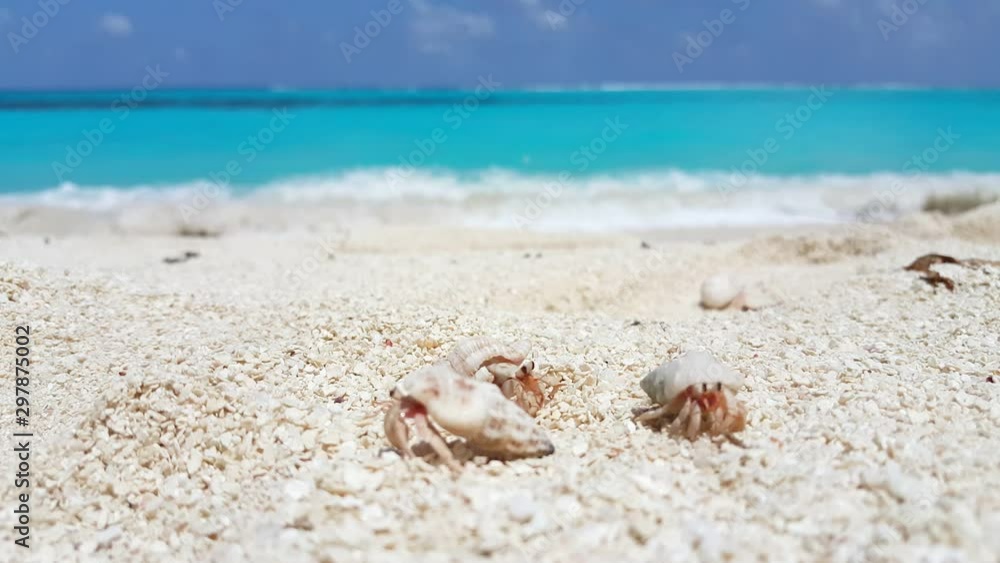 White Hermit Crabs with Shell Roams Around The White Sand Beach, Cook island White Hermit Crabs with Shell Roams Around The White Sand Beach, Cook island