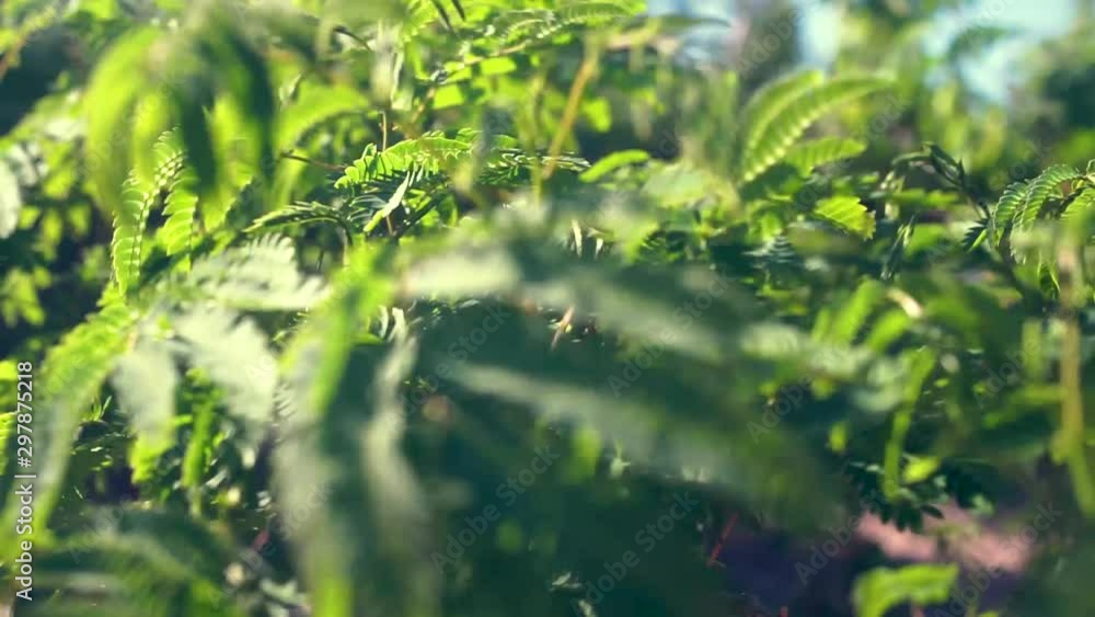 A close up of a mimosa tree branch swaying in the wind with branches blurred in the foreground and background. A close up of a mimosa tree branch swaying in the wind with branches blurred in the foreground and background.
