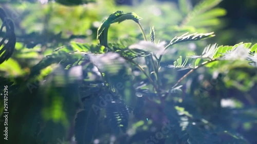 A close up handheld shot of a mimosa tree swaying in a breeze on a spring day. photo