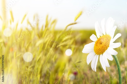 Close up white Daisy on field