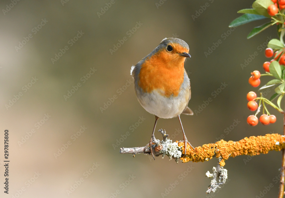 Fototapeta premium Petirrojo en el bosque en otoño