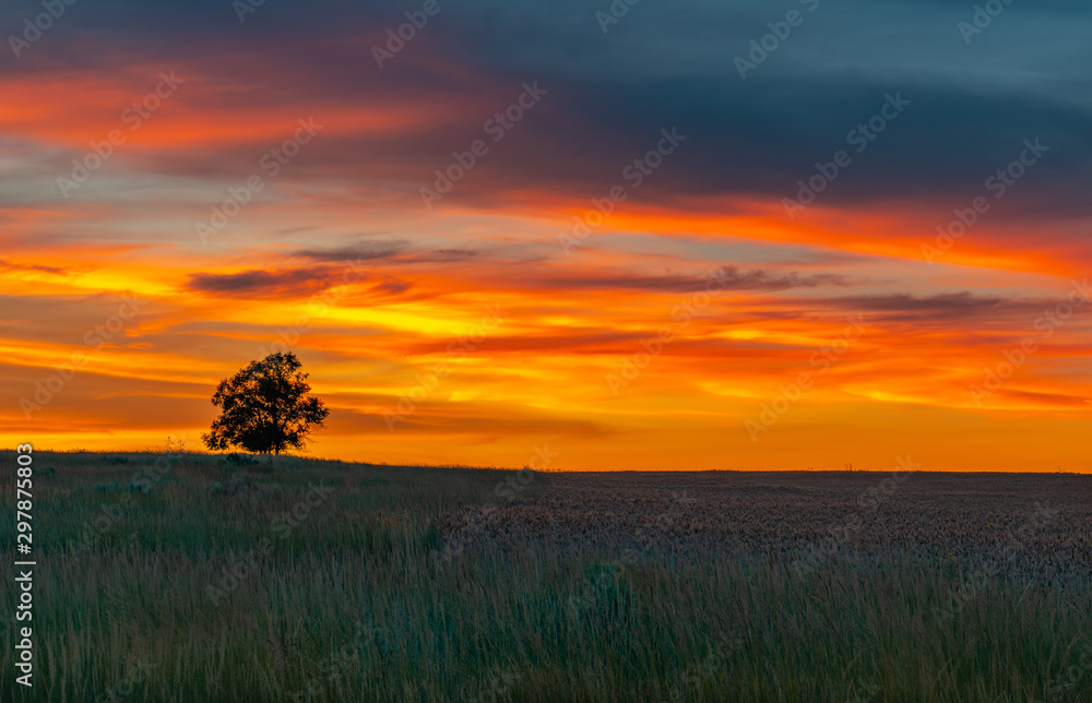 A Beautiful Sunset and Lone Tree in an Agriculture Field