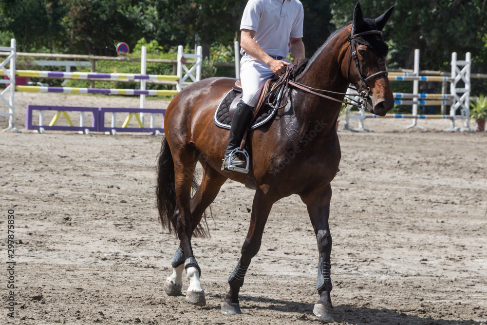 Man riding a bay horse at trot Man riding a bay horse at trot