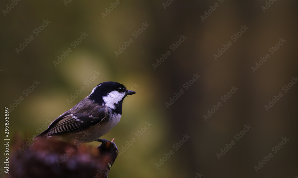 Coal Tit in deep shadow and in the sun light on a dark blurred background Coal Tit in deep shadow and in the sun light on a dark blurred background