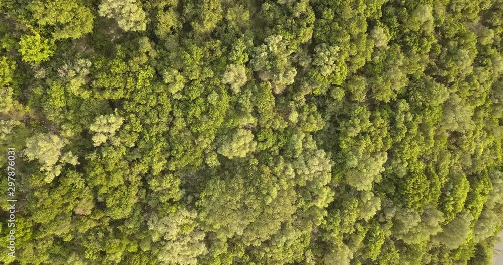 Drone aerial shot of a thick forest from above as the drone rises above the trees as the wind passes though the trees Drone aerial shot of a thick forest from above as the drone rises above the trees as the wind passes though the trees