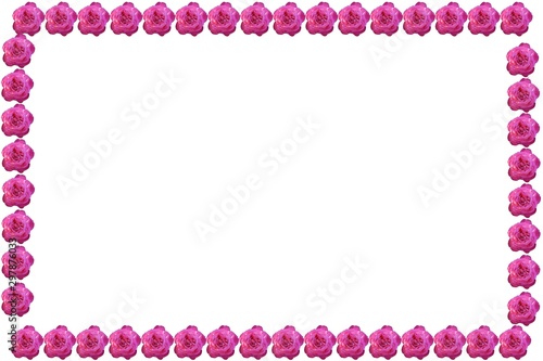 frame of pink roses on white background