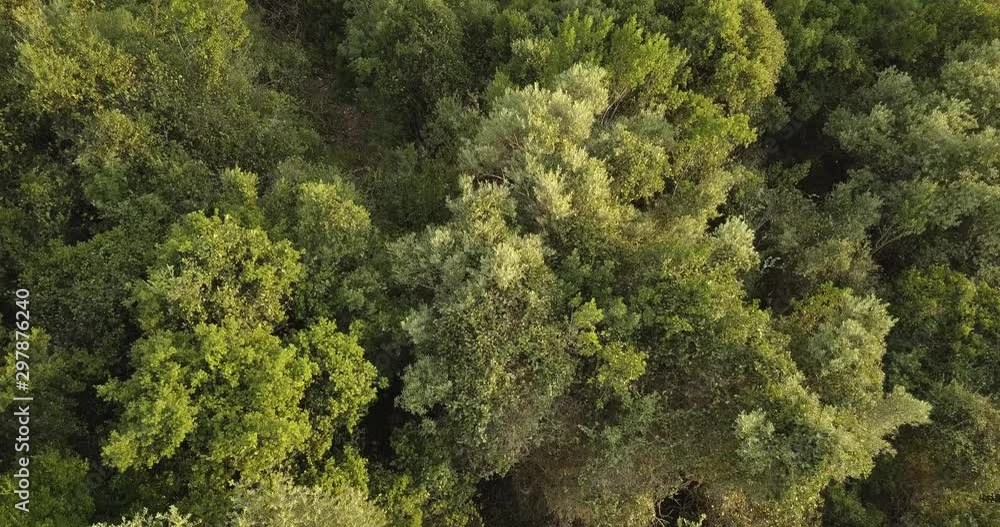 Drone flies above a greek evening forest as it tilts up to reveal a port Drone flies above a greek evening forest as it tilts up to reveal a port