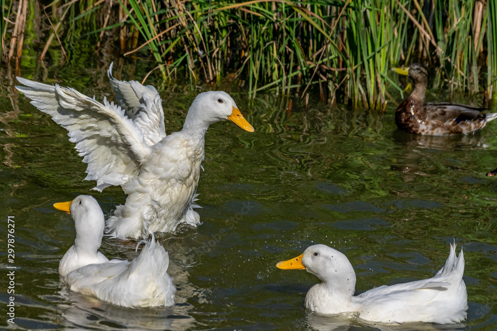 Heavy white American Pekin Ducks also known as Long Island or Aylesbury ducks