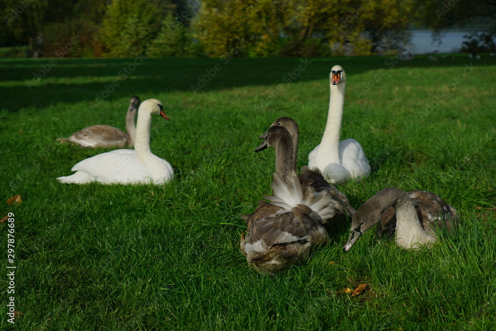 Obraz premium Schwanenfamilie im Oktober 2019