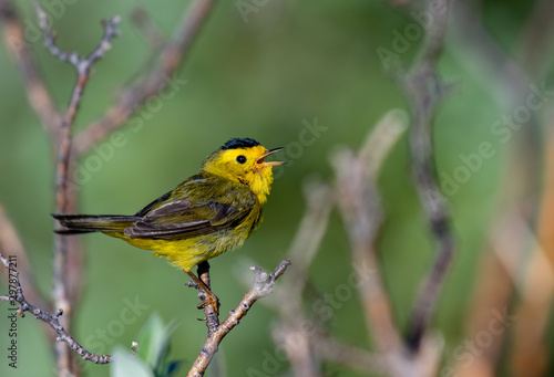 A Beautiful Wilson's Warbler Singing on a Cold Spring Morning photo