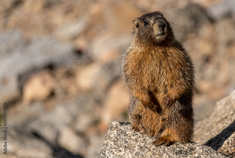 Curious Yellow Bellied Marmot in the Mountains of Colorado Curious Yellow Bellied Marmot in the Mountains of Colorado