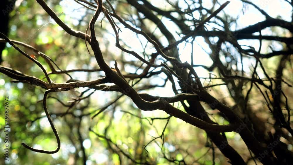 Flora of the Corfu. Grove of olive trees in Greece. 4K Flora of the Corfu. Grove of olive trees in Greece. 4K