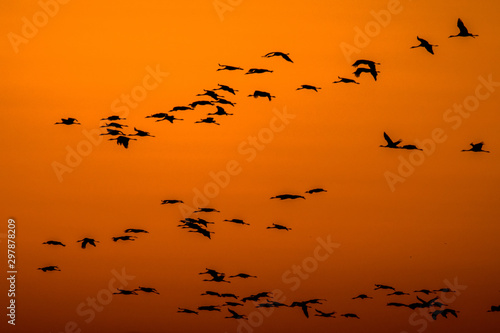 Beautiful photography of a huge flock of birds. Common Cranes  rus grus .