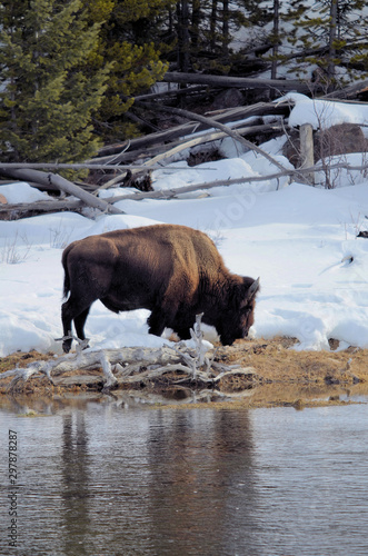 Yellowstone bison bull at river's edge.