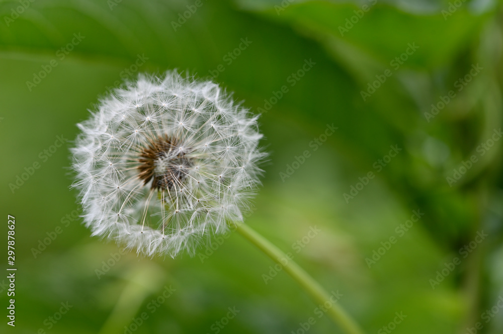 dandelion on background of green grass dandelion on background of green grass