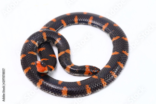 Red-tailed pipe snake (Scientific name Cylindrophis ruffus) isolate on white background photo