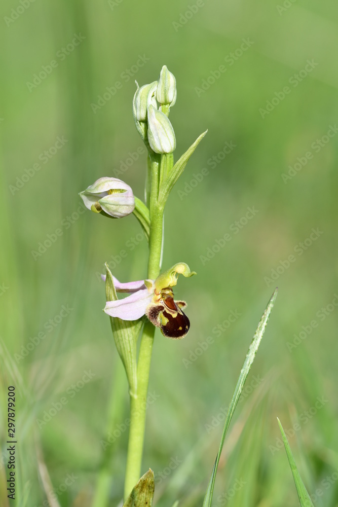 Bienenragwurz Bienenragwurz