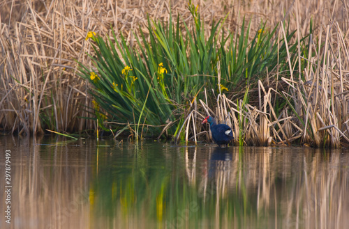 CALAMON, Western swamphen, Porphyrio porphyrio photo