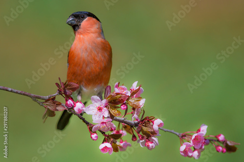 Photo Male eurasian bullfinch (Pyrrhula pyrrhula) on a branch with pink flowers on a beautiful day in may