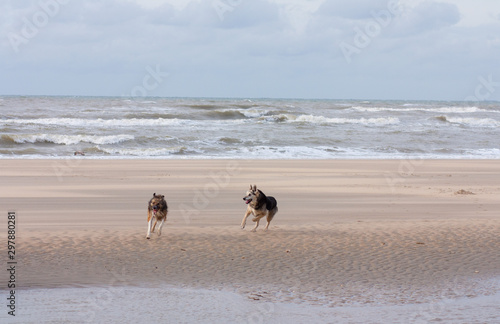 Dogs playing at the beach. Happy animals.