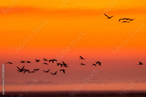 Beautiful photography of a huge flock of birds. Common Cranes  rus grus .