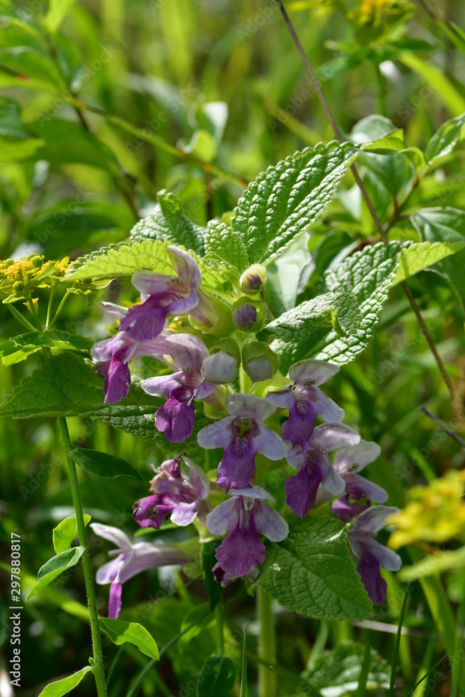 Obraz premium Großes Immenblatt