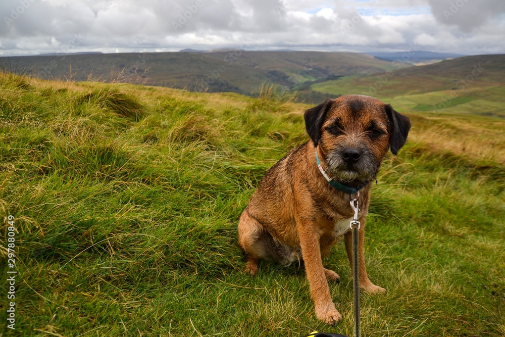 Terrier dog on grass in Yorkshire Dales Terrier dog on grass in Yorkshire Dales