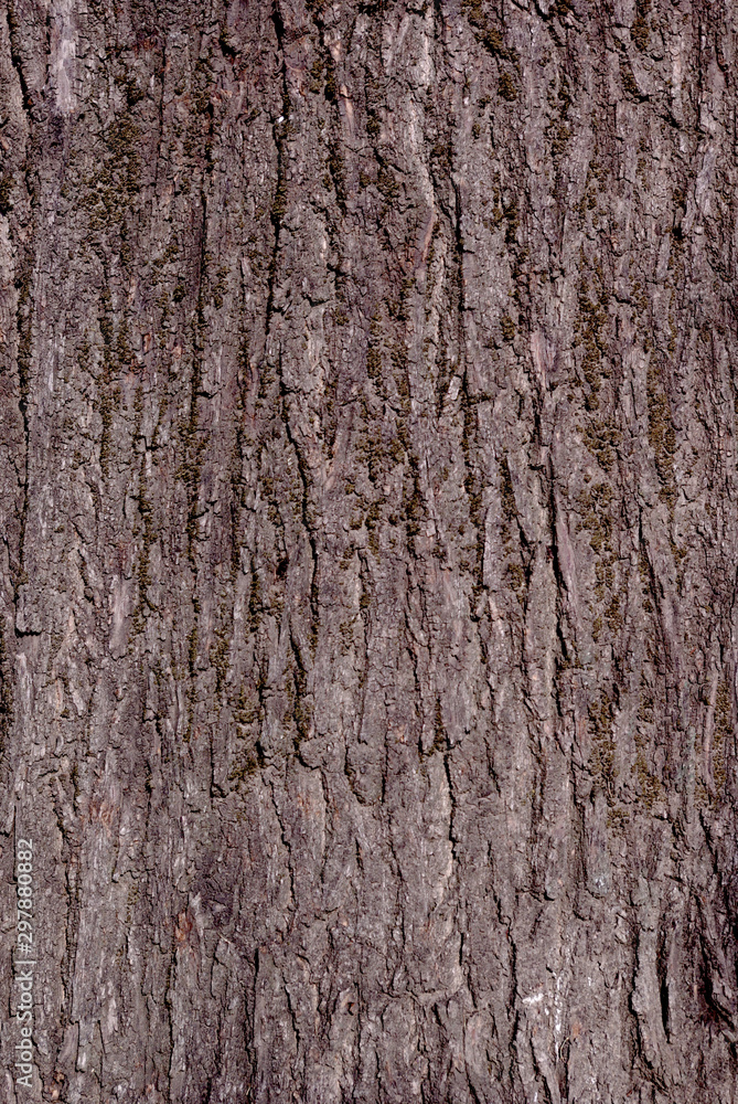 Texture background, very beautiful close up nature brown tree bark at the afternoon Texture background, very beautiful close up nature brown tree bark at the afternoon
