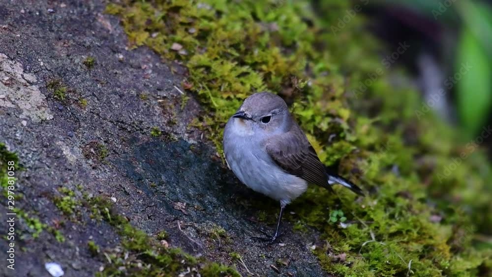 Taiga Flycatcher, Female, (Ficedula albicilla); wintering bird in Thailand perched on a mossy rock in Doi Intanon National Park.